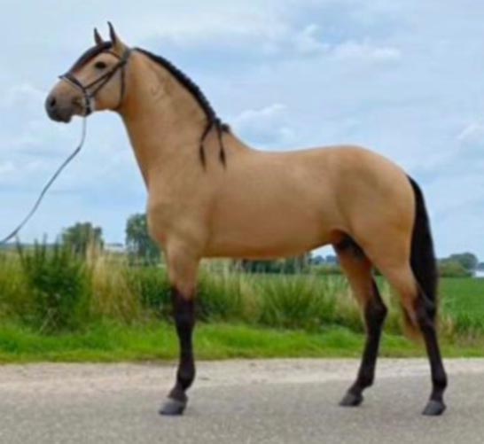 Nectar Da Toula - Buckskin Lusitano Stallion